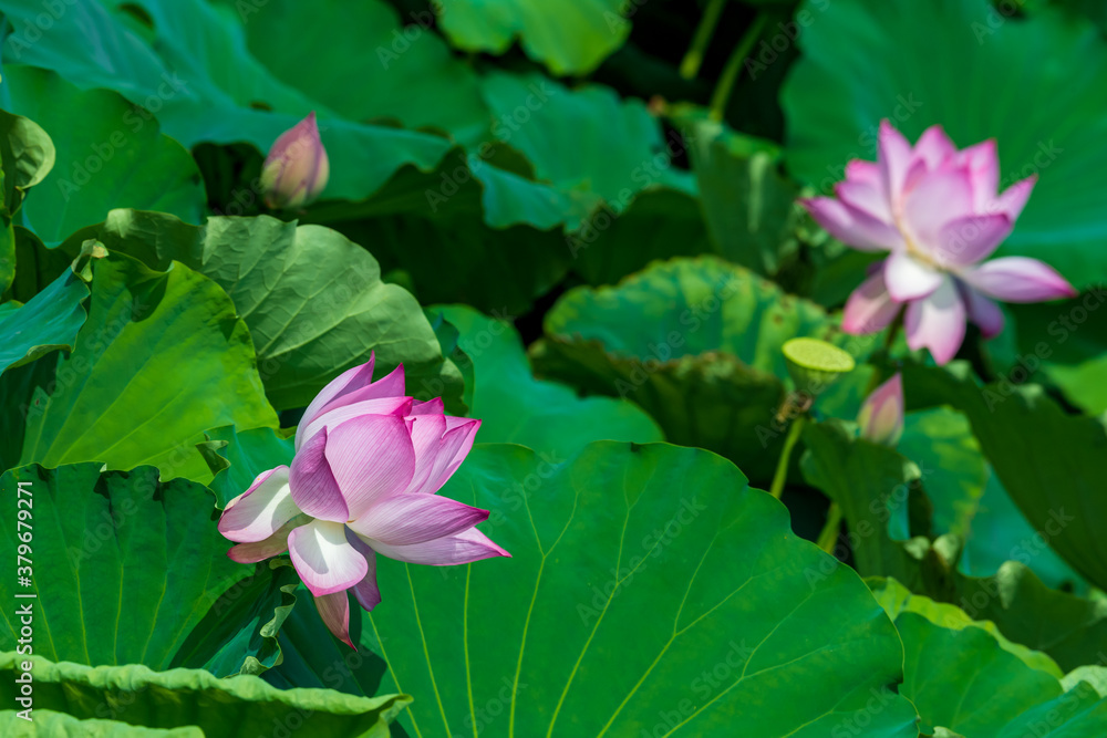夏の蓮池に咲くピンクの綺麗な蓮の花 (福岡県行橋市) 夏の蓮池に咲くピンクの綺麗な蓮の花 (福岡県行橋市)