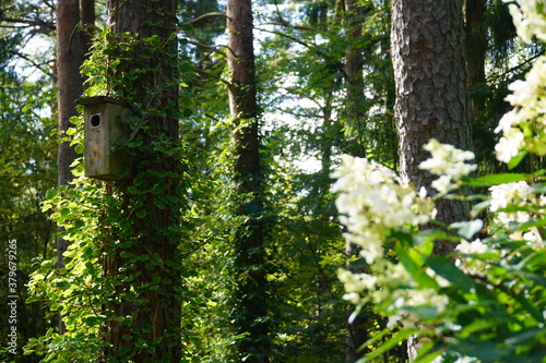 Fototapeta Naklejka Na Ścianę i Meble -  domek dla ptaków w lesie