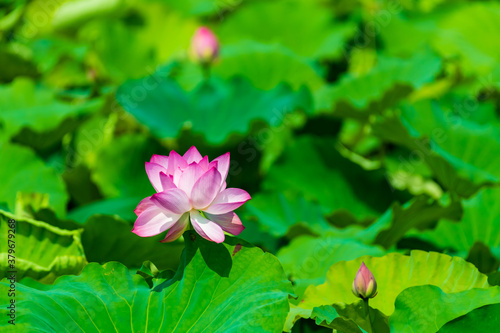 夏の蓮池に咲くピンクの綺麗な蓮の花 （福岡県行橋市）