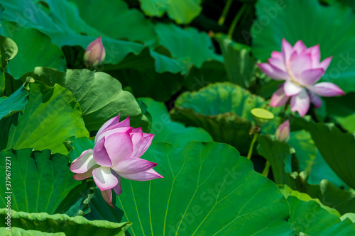 夏の蓮池に咲くピンクの綺麗な蓮の花　（福岡県行橋市）