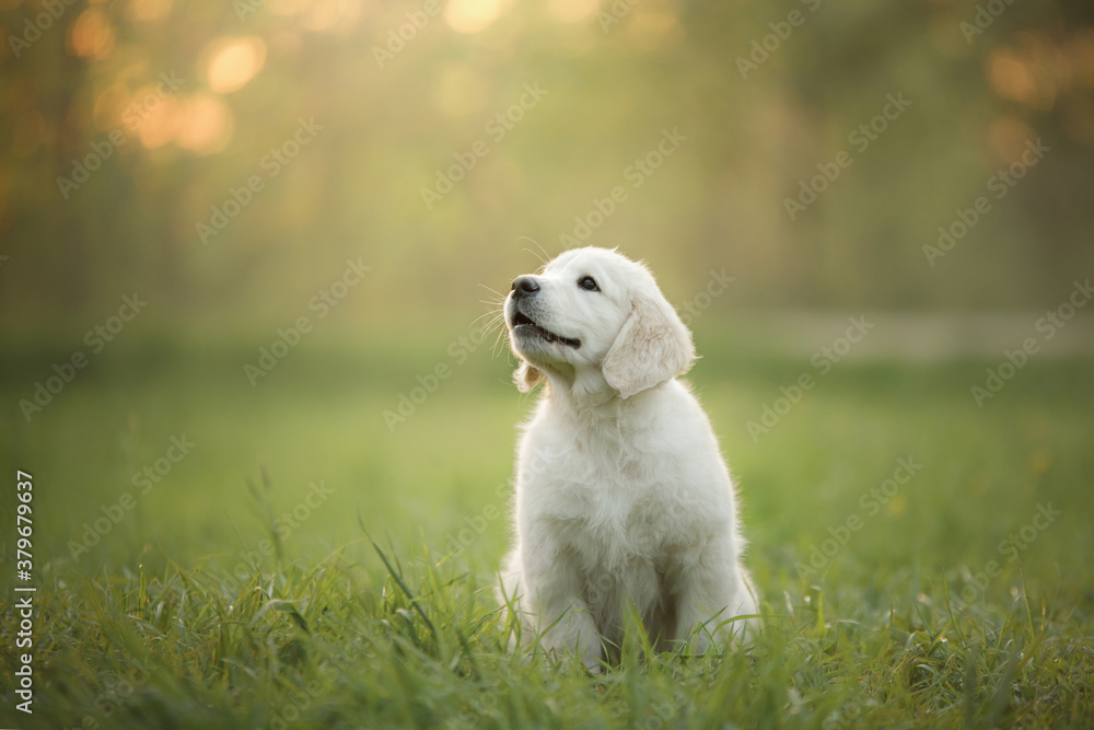 golden retriever puppy on the grass. dog walking in the park golden retriever puppy on the grass. dog walking in the park