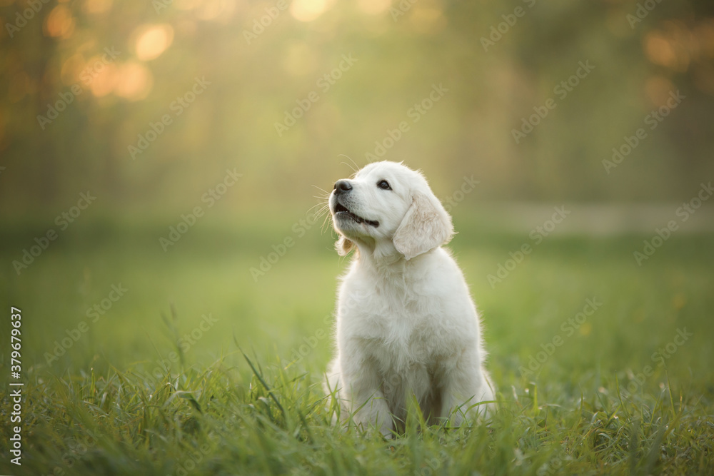 golden retriever puppy on the grass. dog walking in the park