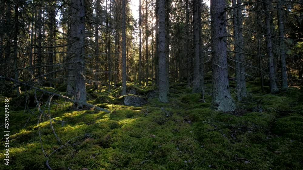 Mossy green forest on sunny afternoon, time-lapse Mossy green forest on sunny afternoon, time-lapse