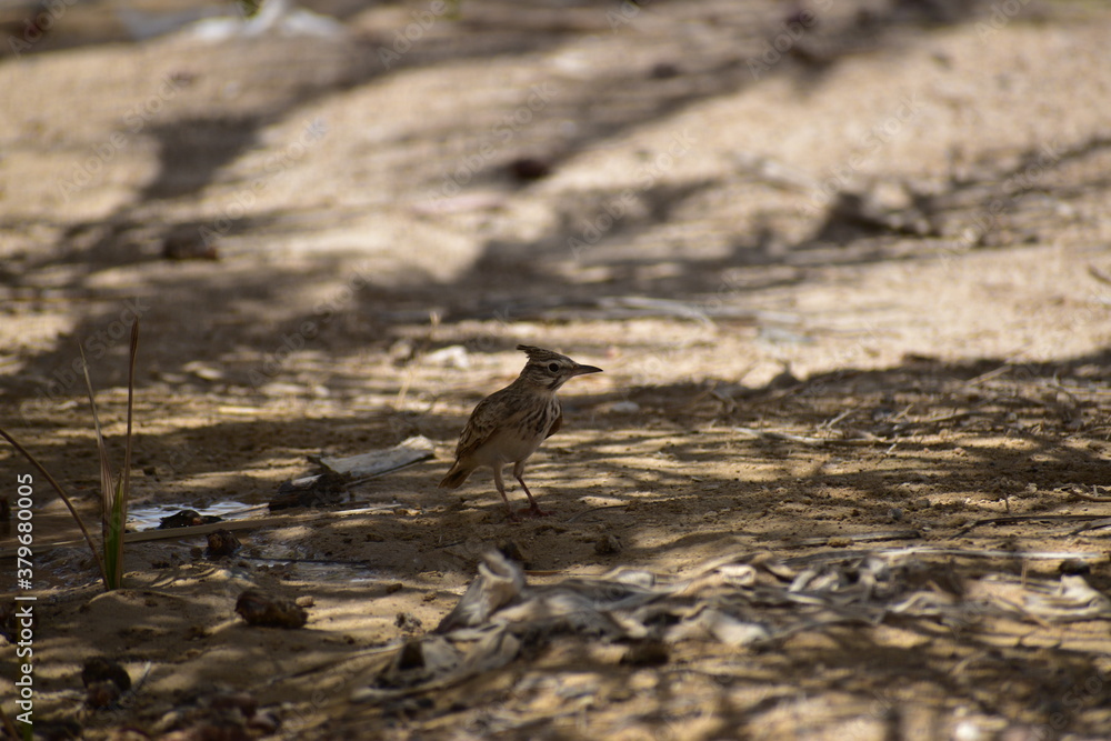 Fototapeta premium The crested lark is a species of lark distinguished from the other 81 species of lark by the crest of feathers that rise up in territorial or courtship displays and when singing