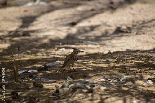 The crested lark is a species of lark distinguished from the other 81 species of lark by the crest of feathers that rise up in territorial or courtship displays and when singing