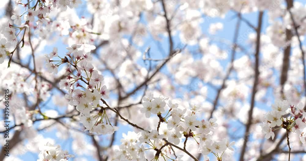 桜 桜の花 回転撮影 桜 桜の花 回転撮影