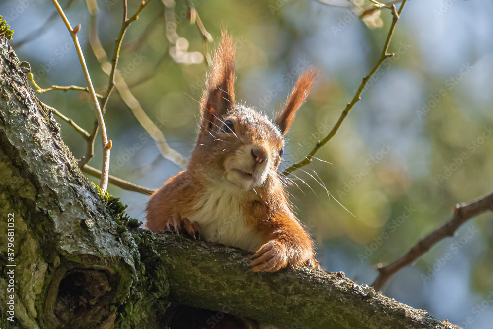 Fototapeta premium Squirrel on a tree