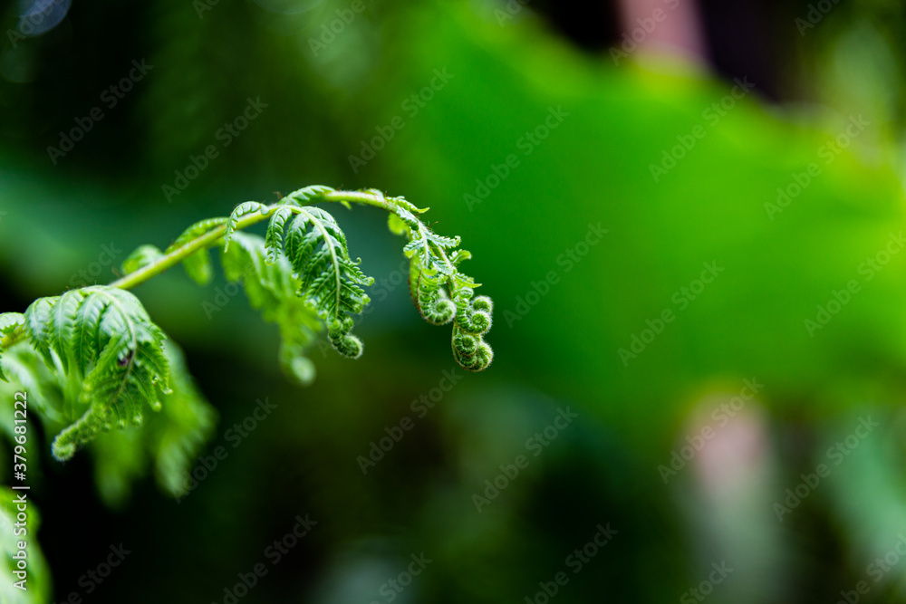 Bright green fern leaves with black background . Abstract Nature Background. Bright green fern leaves with black background . Abstract Nature Background.