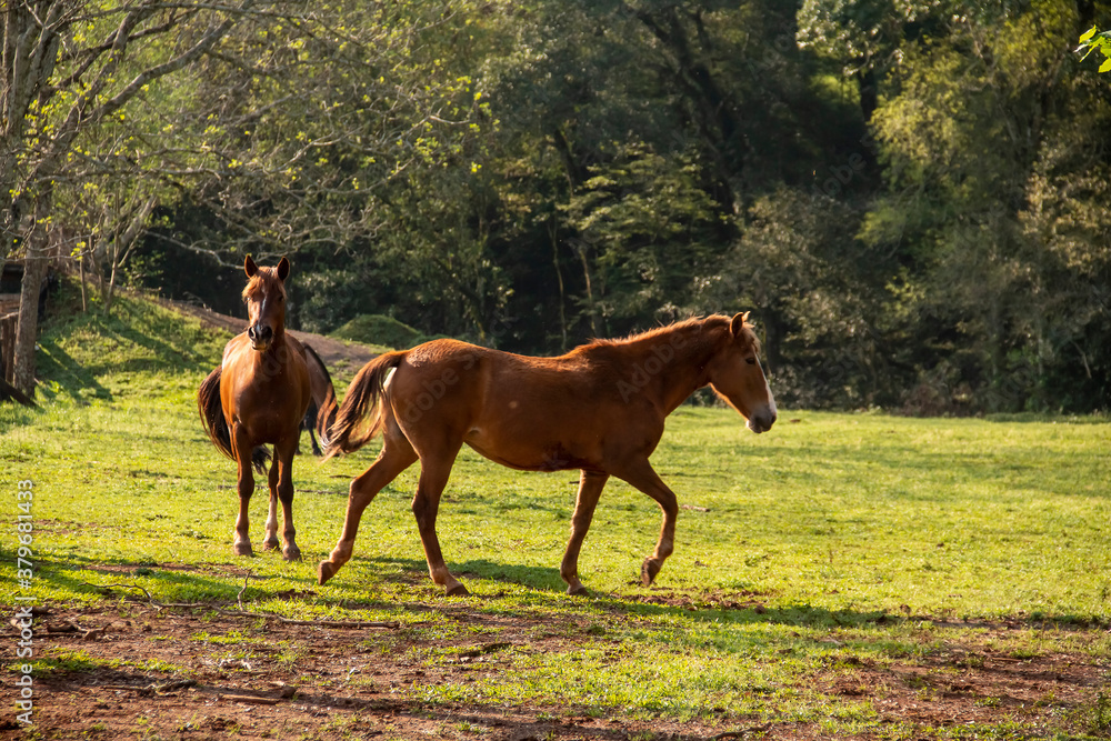 Horses eating, playing and running in a pasture. Horses eating, playing and running in a pasture.