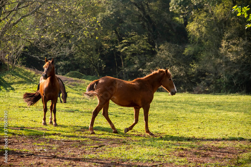 Horses eating  playing and running in a pasture.
