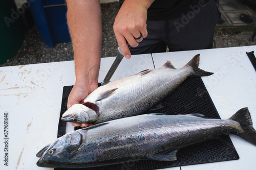 Obraz na plátne cleaning coho salmon fish for eating