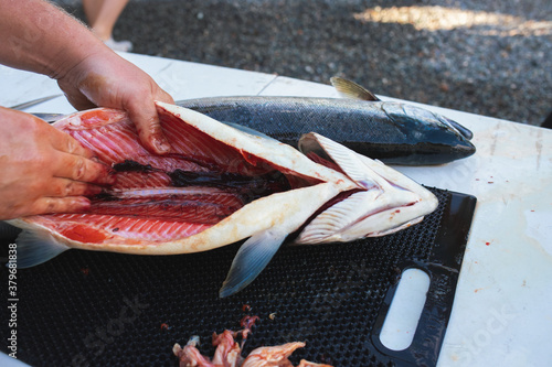inside freshly gutted salmon 