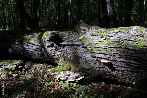 Broken lying downt linden tree log photo