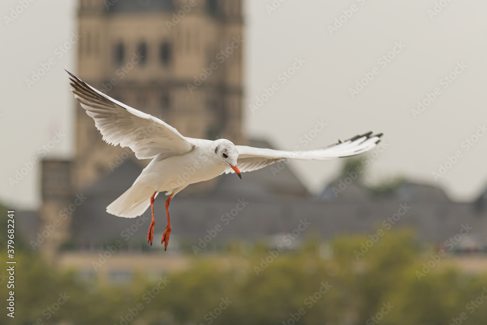 Fototapeta premium Seagull in flight