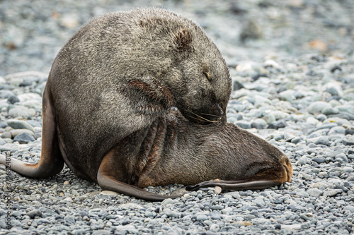 Antarctic Fur Seal (Arctocephalus gazella)	 photo