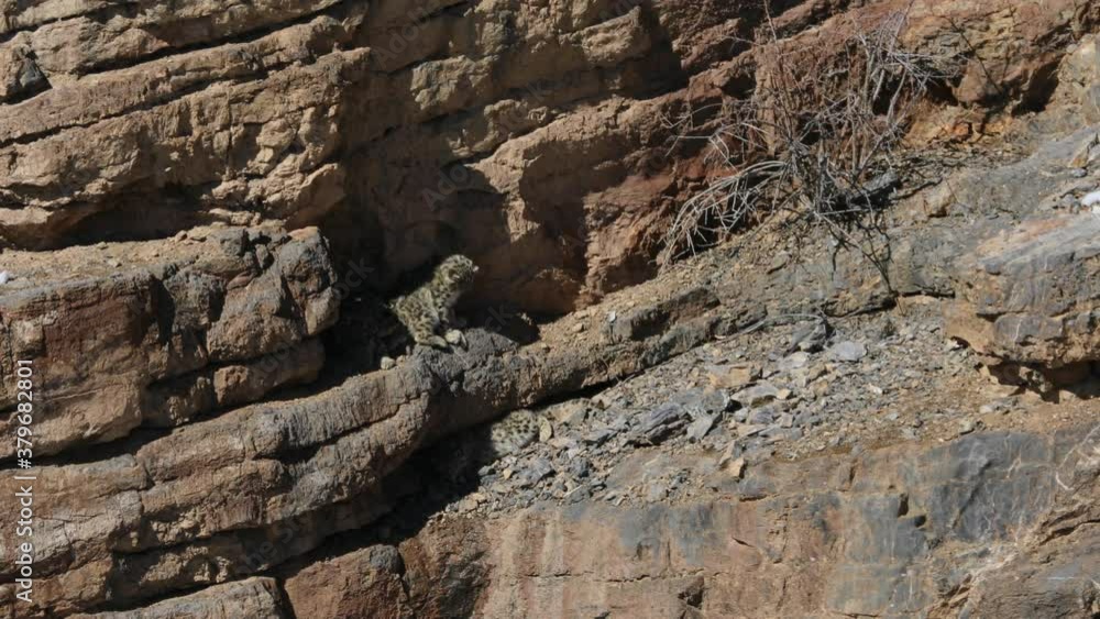 Snow leopard cubs relaxing near Kibber, Spiti valley of Himachal Pradesh, India Snow leopard cubs relaxing near Kibber, Spiti valley of Himachal Pradesh, India