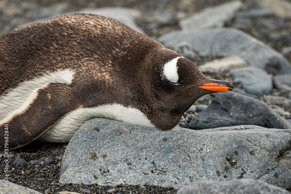 Fototapeta premium Gentoo penguin (Pygoscelis papua), Antarctica