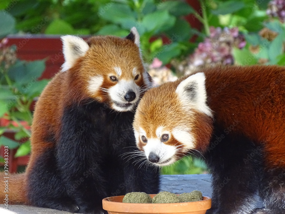 Obraz premium panda, rouge, petit panda, animal, mammifère, faune, ours, joli, jardin zoologique, sauvage, chine, nature, compromettre, fourrure, bambou, arbre, isolé, portrait, moins, chat