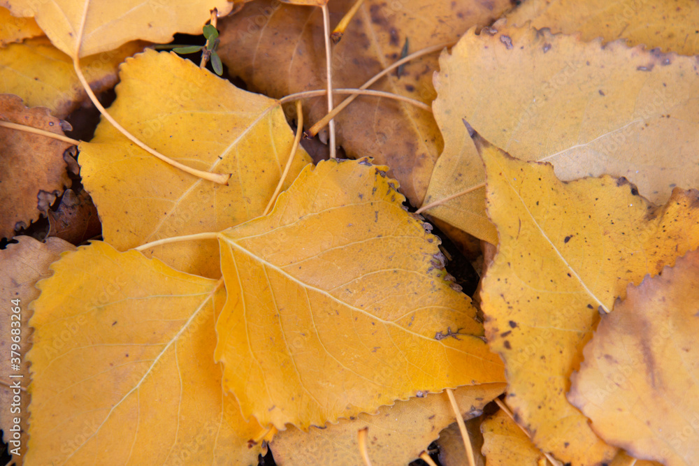 Autumn background. Yellow, fallen leaves on the ground. Golden autumn leaves background Autumn background. Yellow, fallen leaves on the ground. Golden autumn leaves background