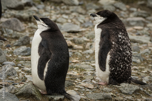 Chinstrap penguins  Pygoscelis antarcticus   Antarctica