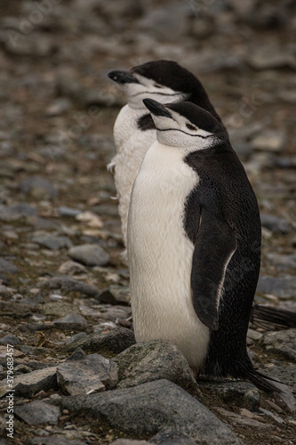 Chinstrap penguins (Pygoscelis antarcticus), Antarctica