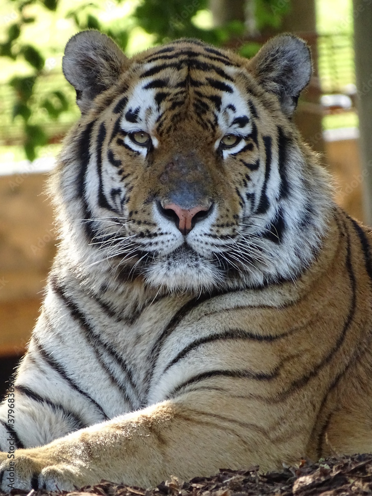 Obraz premium tigre, chat, animal, faune, prédateur, sauvage, felidae, nature, mammifère, bande, grand, jardin zoologique, carnassiers, tête, sibérien, safari, fourrure, dangereux, chat sauvage, noir, bète, portrai