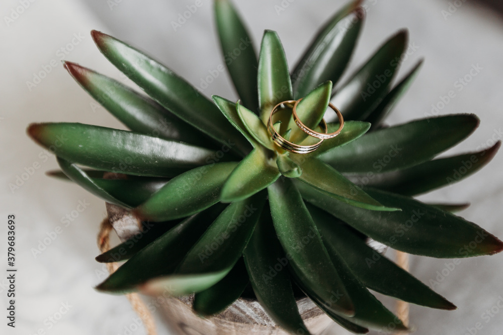 Obraz premium wedding rings hang on the leaves of a decorative green plant in a pot. Close-up
