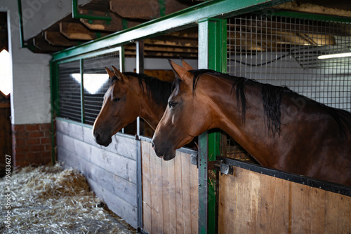 Pferdezucht und Pferdehaltung, Pferde in einem Pferdestall blicken neugierig aus ihren Boxen.