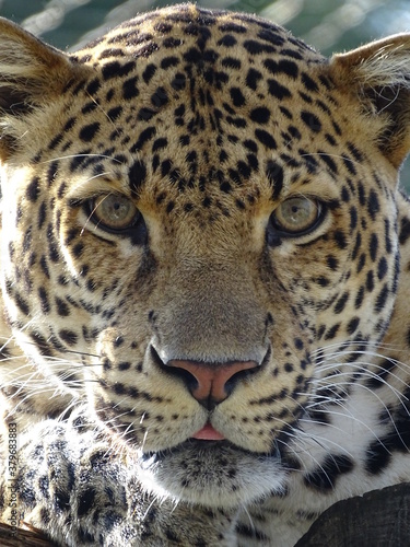 l  opard  animal  chat  jaguar  sauvage  faune  mammif  re  pr  dateur  nature  jardin zoologique  felidae  fourrure  panthera  panthera pardus  spot  grand  safari  dangereux  chasse  portrait  yeux  fa