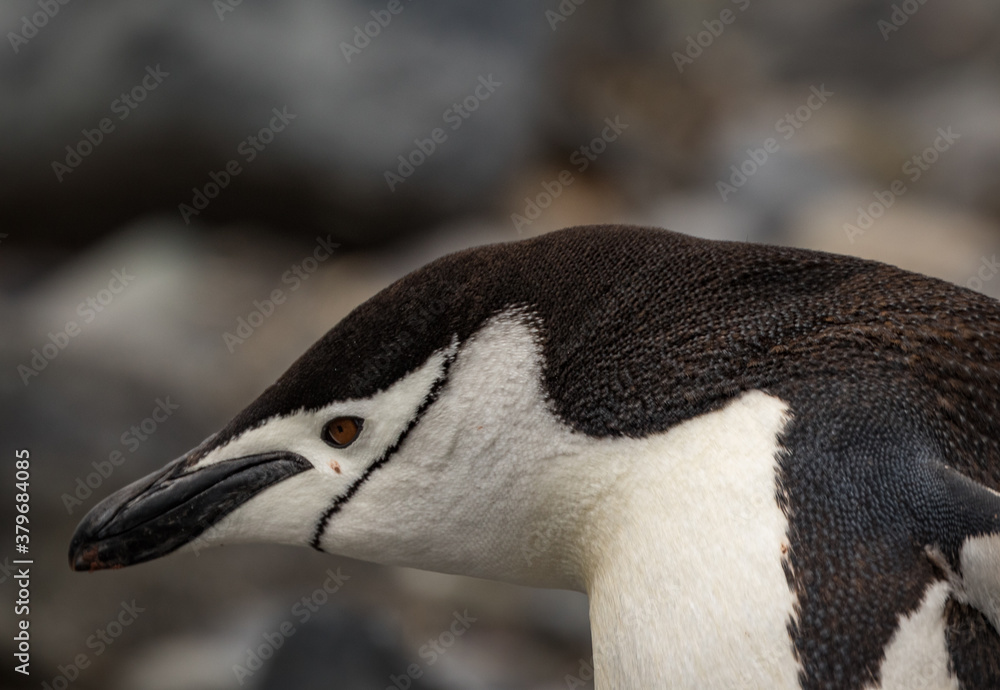 Naklejka premium Chinstrap penguin (Pygoscelis antarcticus), Antarctica