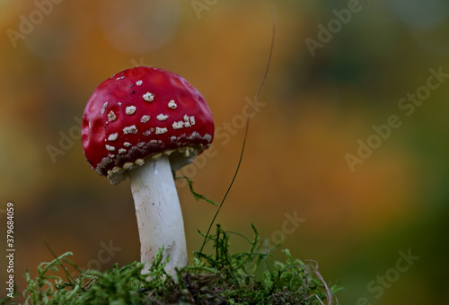 A beautiful red fly agaric with bright and vivid yellow background