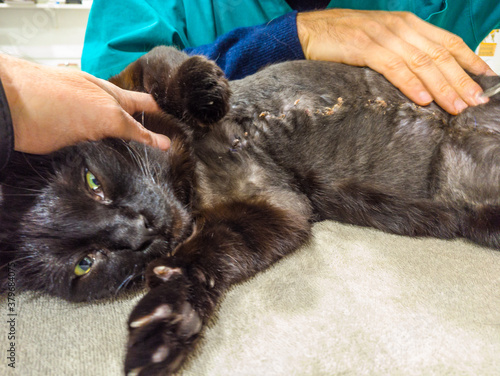 Veterinarian hand removing stitches from a suture after a mastectomy surgery in a black cat. Veterinary pet care examination and medication.