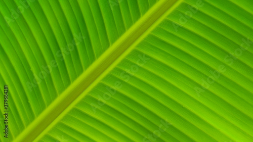 Close up pinnately parallel venation stripes on surface of green banana leaf for healthy green foliage background concept