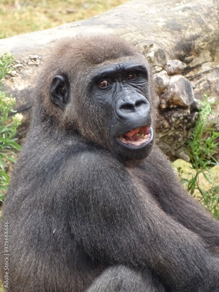 animal, jardin zoologique, faune, mammifère, nature, sauvage, noir, compromettre, portrait, animal, visage, pensant, grand, jungle, bébé, gazon, plaine, puissance, regardant, mère, être assis, espèce animal, jardin zoologique, faune, mammifère, nature, sauvage, noir, compromettre, portrait, animal, visage, pensant, grand, jungle, bébé, gazon, plaine, puissance, regardant, mère, être assis, espèce