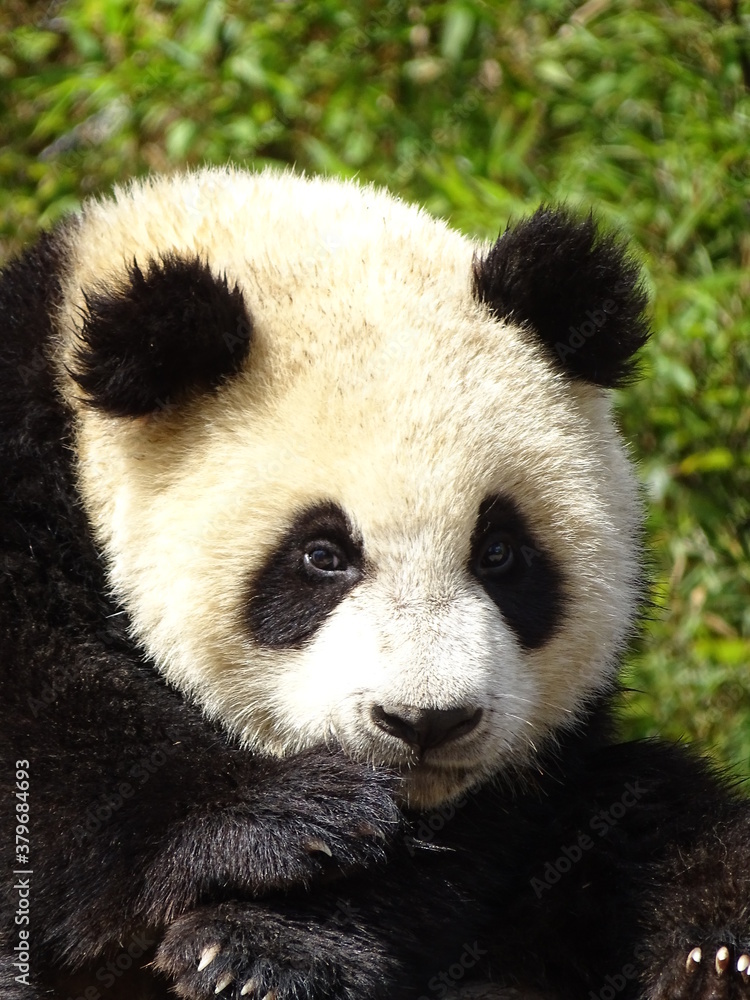 Fototapeta premium panda, ours, animal, chine, bambou, geantes, jardin zoologique, compromettre, mammifère, panda géant, faune, noir, mangeant, blanc, nature, joli, asie, sauvage, rare, arbre, fourrure, gras, espèce, pa