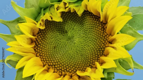 Macro time lapse opening Sunflower Head close-up, isolated on blue background