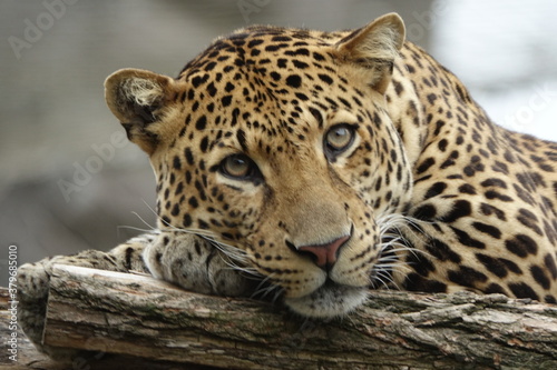 léopard, animal, chat, jaguar, sauvage, faune, prédateur, mammifère, jardin zoologique, nature, felidae, grand, panthera pardus, panthera, safari, fourrure, spot, tigre, yeux, carnassiers, fauve, chas