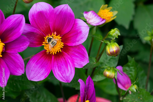 Vibrant delicate bright pink dahlia flower on summer sunlight in the garden. Blooming dahlias flowers with honey bee gathering nectar, close up view © Sunny_Smile