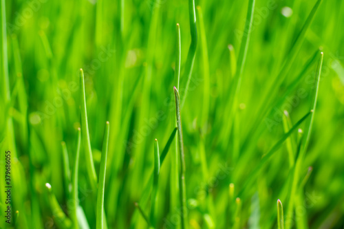Young first green grass textured background. A lot of grass on sunlight, natural texture