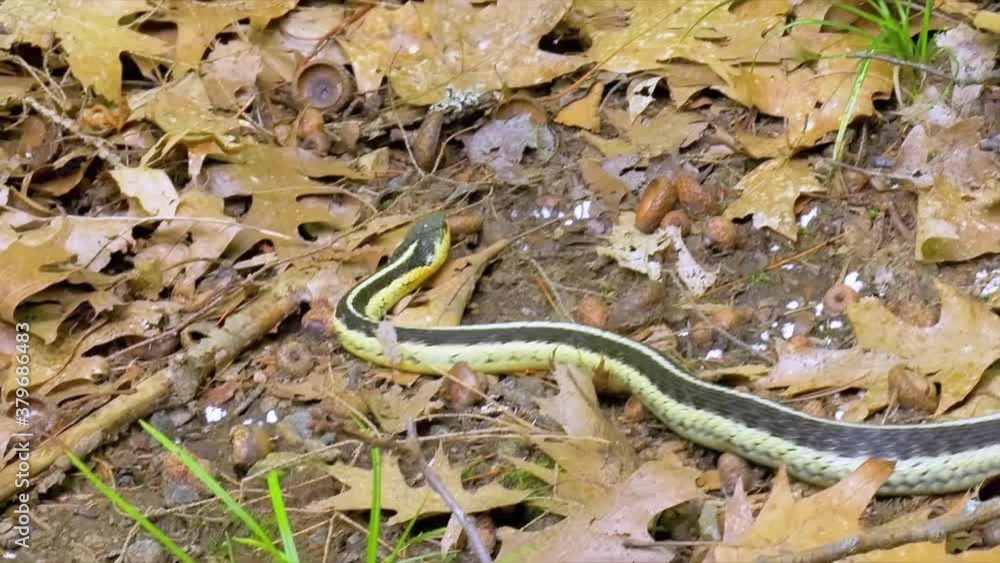 An Eastern Ribbon Snake moves across a forest ground on a summer day in Central Ontario. A lump in her body shows is from a large toad that she just ate An Eastern Ribbon Snake moves across a forest ground on a summer day in Central Ontario. A lump in her body shows is from a large toad that she just ate
