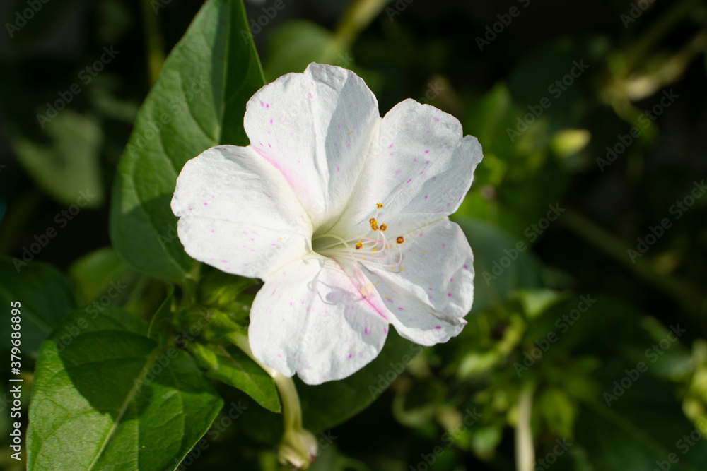 Pericos, Don Diego flores de jardín Pericos, Don Diego flores de jardín