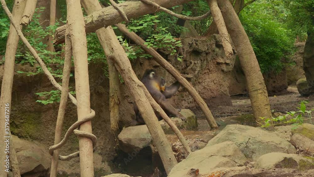 Mandril ape on rocks looking at camera Mandril ape on rocks looking at camera