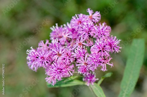 close up of flowers