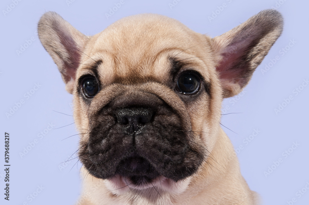 Muzzle of small puppy of french bulldog. Closeup
