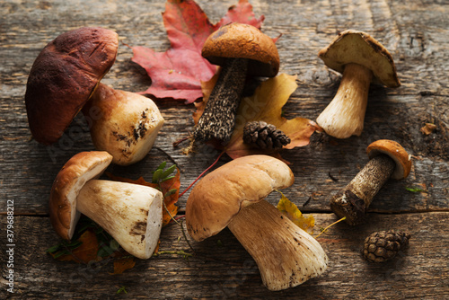 Forest boletus mushroom on rustic wooden background, close up