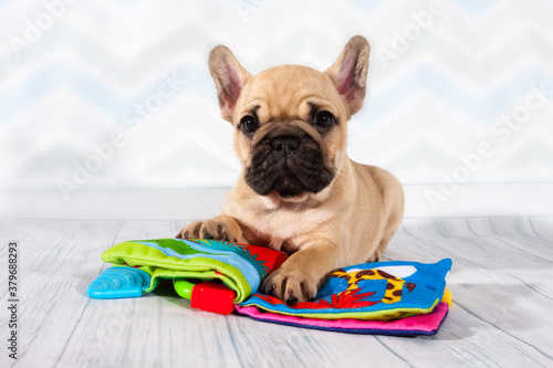 Fototapeta Naklejka Na Ścianę i Meble -  Small puppy of french bulldog lay  with colored bright toy. Baby girl