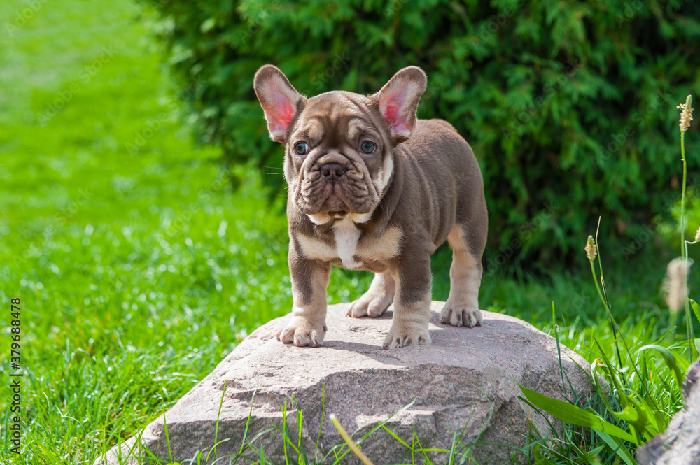 Small brown puppy of french bulldog is on the stone and green grass outdoors