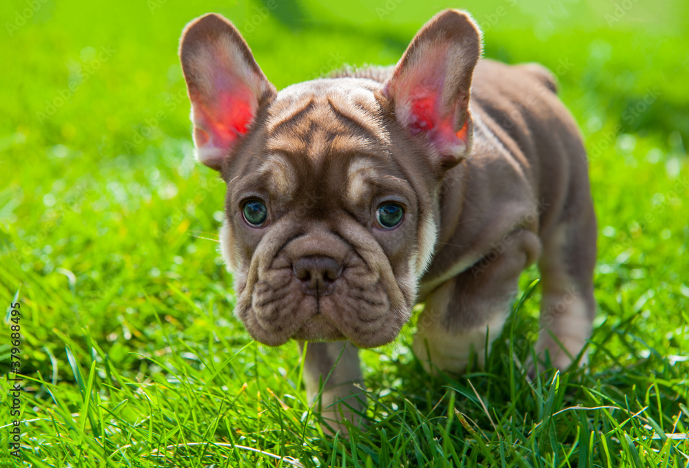 Small brown puppy of french bulldog is on the green grass outdoors