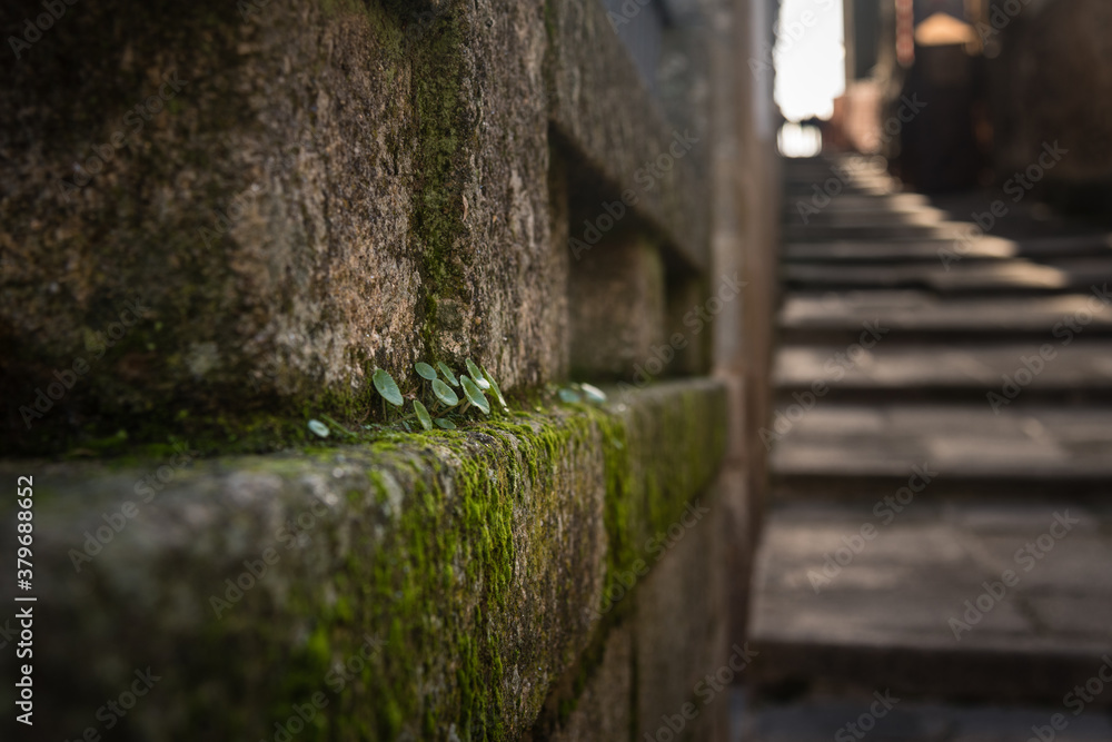 The moss and little plants growing among the historic stones in the monumental city of Cáceres, UNESCO World Heritage City, Extremadura, Spain The moss and little plants growing among the historic stones in the monumental city of Cáceres, UNESCO World Heritage City, Extremadura, Spain