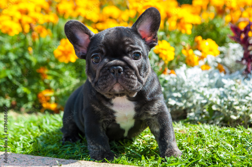 Small black puppy of french bulldog is on the green grass and yellow flowers outdoors Small black puppy of french bulldog is on the green grass and yellow flowers outdoors